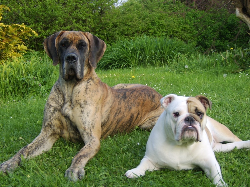 Bulldog et Dogue