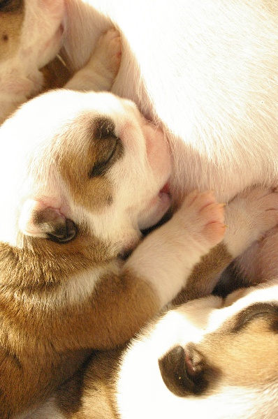 Les bébés
