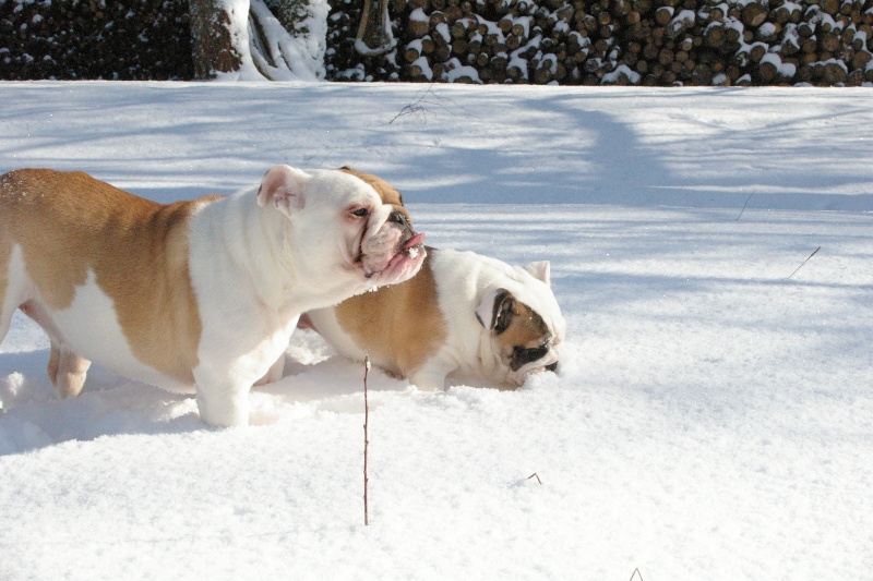 Neige