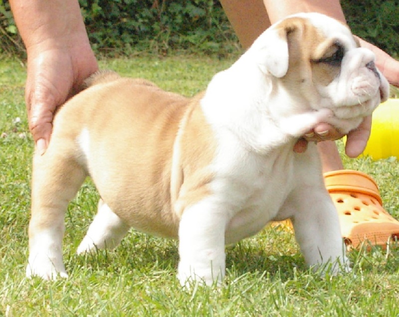 la Légende D'Opaline - Bulldog Anglais - Portée née le 06/07/2010